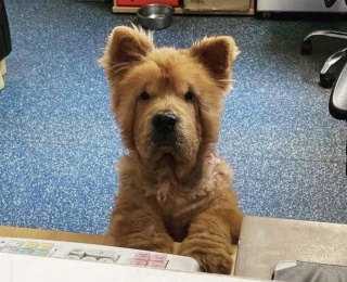 Illustration de l'article : Un Chow Chow négligé et malade tire un trait sur son douloureux passé avec l’aide d’une association