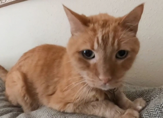 Illustration de l'article : Ce chat de 19 ans est devenu la star d’une maison de retraite et apporte beaucoup de bonheur aux résidents