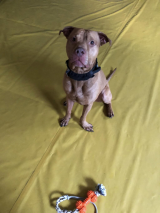 Illustration de l'article : Après avoir sauvé la vie d’un chien abandonné, un Anglais s’engage corps et âme pour aider les animaux