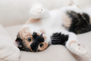 Illustration de l'article : 10 indices prouvant que votre chat tient à vous