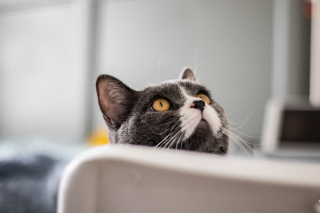 Illustration de l'article : 10 indices prouvant que votre chat tient à vous