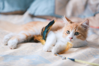 Illustration de l'article : 10 indices prouvant que votre chat tient à vous
