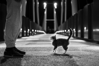 Illustration de l'article : 10 indices prouvant que votre chat tient à vous