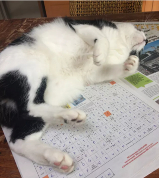 Illustration de l'article : 17 chats vous expliquant que vous ne pouvez jouer que selon leurs règles