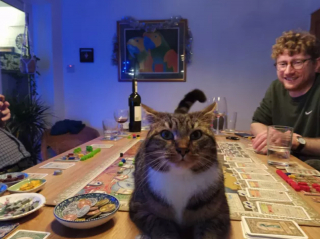 Illustration de l'article : 17 chats vous expliquant que vous ne pouvez jouer que selon leurs règles