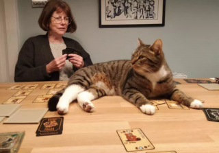 Illustration de l'article : 17 chats vous expliquant que vous ne pouvez jouer que selon leurs règles