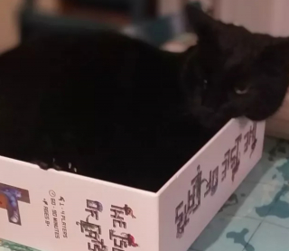 Illustration de l'article : 17 chats vous expliquant que vous ne pouvez jouer que selon leurs règles