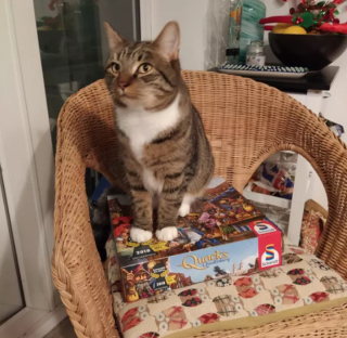 Illustration de l'article : 17 chats vous expliquant que vous ne pouvez jouer que selon leurs règles