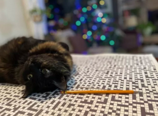 Illustration de l'article : 17 chats vous expliquant que vous ne pouvez jouer que selon leurs règles