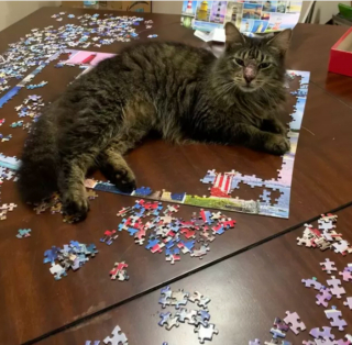 Illustration de l'article : 17 chats vous expliquant que vous ne pouvez jouer que selon leurs règles