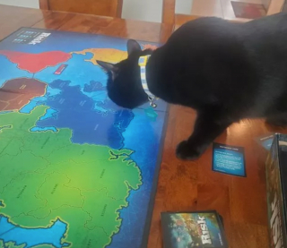 Illustration de l'article : 17 chats vous expliquant que vous ne pouvez jouer que selon leurs règles