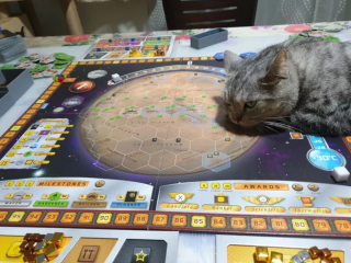 Illustration de l'article : 17 chats vous expliquant que vous ne pouvez jouer que selon leurs règles