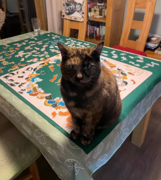 Illustration de l'article : 17 chats vous expliquant que vous ne pouvez jouer que selon leurs règles