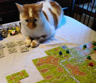 Illustration de l'article : 17 chats vous expliquant que vous ne pouvez jouer que selon leurs règles