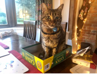 Illustration de l'article : 17 chats vous expliquant que vous ne pouvez jouer que selon leurs règles