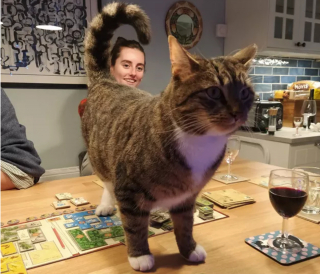 Illustration de l'article : 17 chats vous expliquant que vous ne pouvez jouer que selon leurs règles