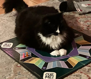 Illustration de l'article : 17 chats vous expliquant que vous ne pouvez jouer que selon leurs règles