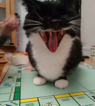 Illustration de l'article : 17 chats vous expliquant que vous ne pouvez jouer que selon leurs règles