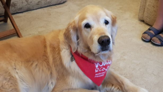 Illustration de l'article : Les visites d’une Golden Retriever permettent à son amie octogénaire de rompre la solitude et de satisfaire son amour pour les chiens