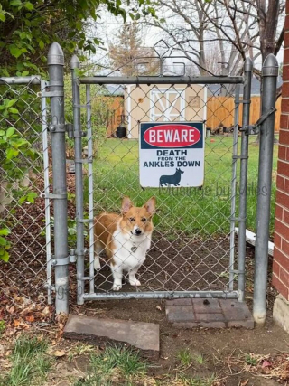 Illustration de l'article : 14 photos de chiens et de chats qui ne font décidément rien comme les autres