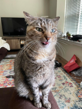 Illustration de l'article : 14 photos de chiens et de chats qui ne font décidément rien comme les autres