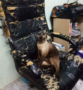 Illustration de l'article : 14 photos de chiens et de chats qui ne font décidément rien comme les autres