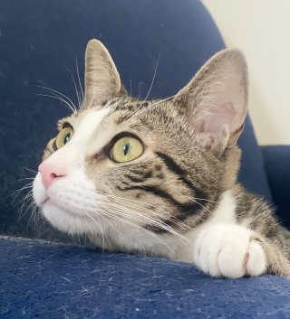 Illustration de l'article : 14 photos de chiens et de chats qui ne font décidément rien comme les autres