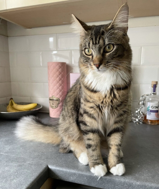 Illustration de l'article : 14 photos de chiens et de chats qui ne font décidément rien comme les autres