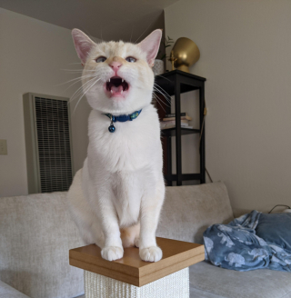 Illustration de l'article : 17 photos de chiens et de chats prêts à tout pour attirer l'attention de leur entourage