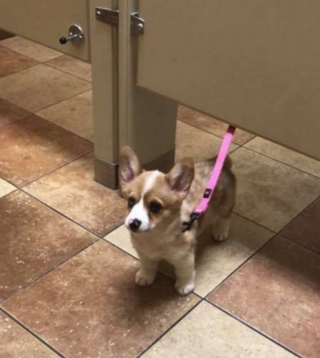 Illustration de l'article : 17 photos de chiens et de chats prêts à tout pour attirer l'attention de leur entourage