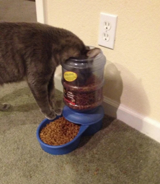 Illustration de l'article : 17 photos de chiens et de chats prêts à tout pour attirer l'attention de leur entourage