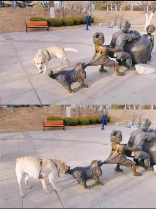 Illustration de l'article : 17 photos de chiens et de chats prêts à tout pour attirer l'attention de leur entourage