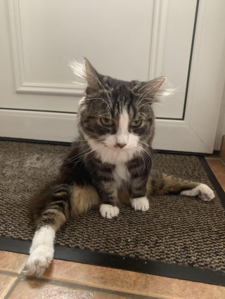 Illustration de l'article : 17 photos de chiens et de chats prêts à tout pour attirer l'attention de leur entourage