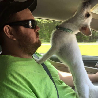 Illustration de l'article : 17 photos de chiens et de chats prêts à tout pour attirer l'attention de leur entourage