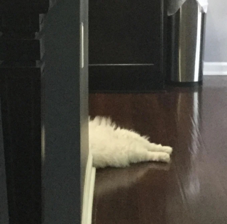 Illustration de l'article : 17 photos de chiens et de chats prêts à tout pour attirer l'attention de leur entourage