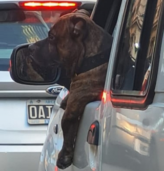 Illustration de l'article : 17 photos de chiens et de chats prêts à tout pour attirer l'attention de leur entourage