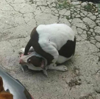 Illustration de l'article : 17 photos de chiens et de chats prêts à tout pour attirer l'attention de leur entourage