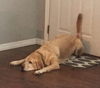 Illustration de l'article : 17 photos de chiens et de chats prêts à tout pour attirer l'attention de leur entourage