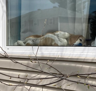 Illustration de l'article : 17 photos de chiens et de chats prêts à tout pour attirer l'attention de leur entourage