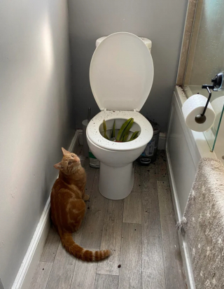 Illustration de l'article : 17 photos de chiens et de chats prêts à tout pour attirer l'attention de leur entourage