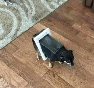 Illustration de l'article : 17 photos de chiens et de chats prêts à tout pour attirer l'attention de leur entourage