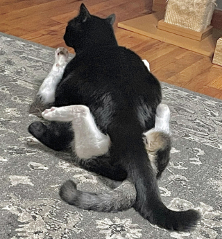 Illustration de l'article : 17 photos de chiens et de chats prêts à tout pour attirer l'attention de leur entourage