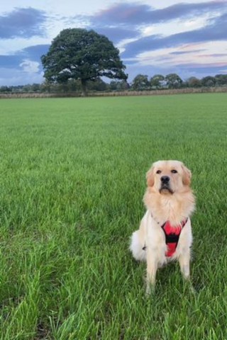 Illustration de l'article : Une opération risquée constituait l'unique espoir de sauver ce chien aveugle, les vétérinaires se sont surpassés