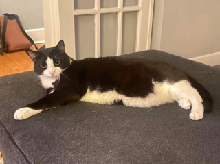 Illustration de l'article : Salut, ronronnements et sourire en coin, cette chatte a déployé tous ses atouts pour quitter le refuge