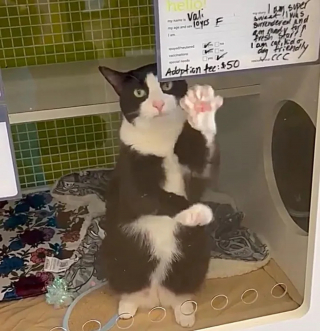 Illustration de l'article : Salut, ronronnements et sourire en coin, cette chatte a déployé tous ses atouts pour quitter le refuge