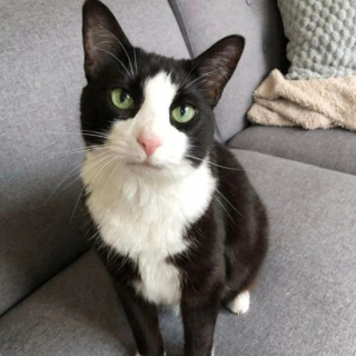 Illustration de l'article : Salut, ronronnements et sourire en coin, cette chatte a déployé tous ses atouts pour quitter le refuge