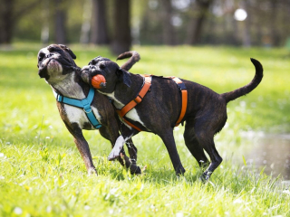 Illustration de l'article : Cani-gourmand développe des aliments 100 % naturels pour chien, ainsi qu’une gamme d’accessoires qualitatifs
