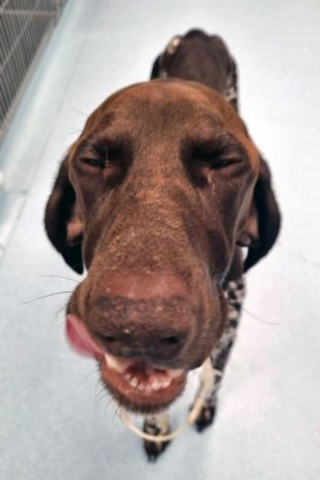 Illustration de l'article : Leur chien tombé gravement malade, ses maîtres en vacances rentrent en catastrophe et font tout pour le sauver