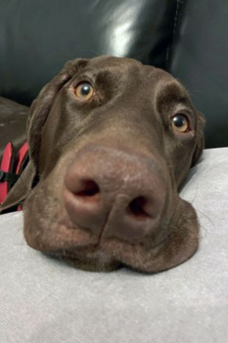 Illustration de l'article : Leur chien tombé gravement malade, ses maîtres en vacances rentrent en catastrophe et font tout pour le sauver