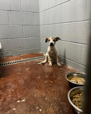 Illustration de l'article : Découvert seul dans un carton et sous une chaleur accablante, un chiot refuse de quitter son "panier" même après son sauvetage